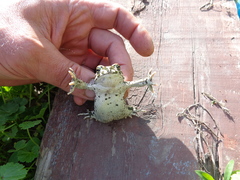 Bufotes viridis viridis