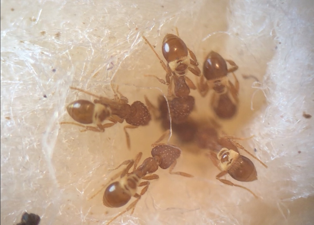 Strumigenys reflexa