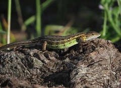 Psammodromus occidentalis