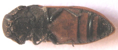 Acmaeodera stellata