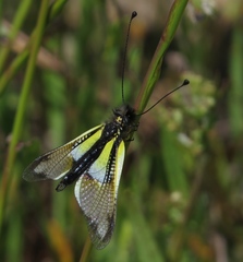 Libelloides baeticus