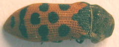 Acmaeodera stellata
