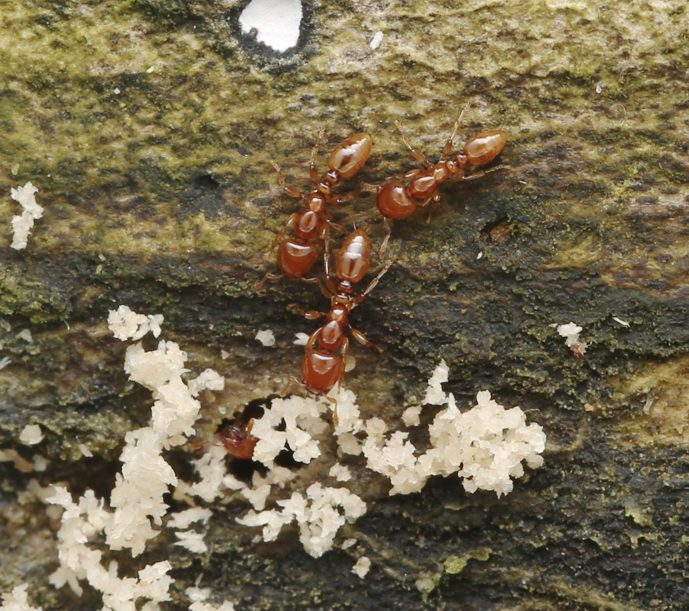 Vollenhovia