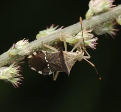 Cletomorpha benita