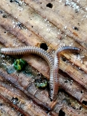 Cylindroiulus punctatus