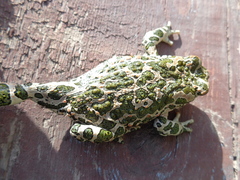 Bufotes viridis viridis
