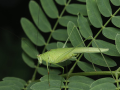 Phaneroptera brevis