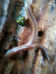 Cylindroiulus punctatus