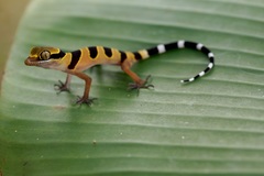 Cyrtodactylus macrotuberculatus