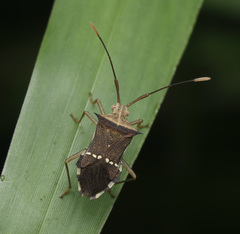 Cletomorpha benita