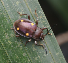 Eumorphus tetraspilotus