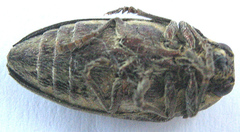 Neojulodis vittipennis