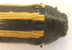 Acmaeodera