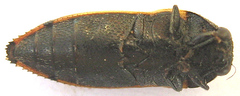 Acmaeodera