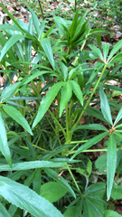 Helleborus foetidus