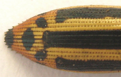 Acmaeodera
