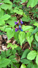 Lathyrus vernus