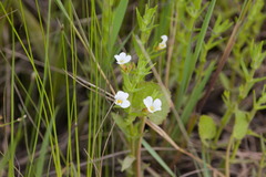 Gratiola ramosa