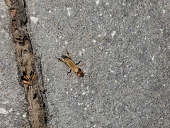 Neoscapteriscus vicinus