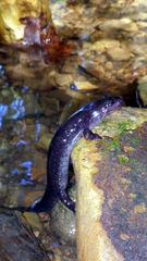 Desmognathus brimleyorum