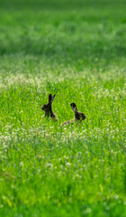 Lepus europaeus