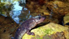 Desmognathus brimleyorum