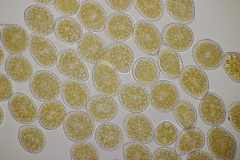 Pucciniastrum symphyti