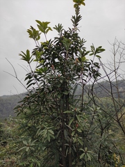 Daphniphyllum macropodum