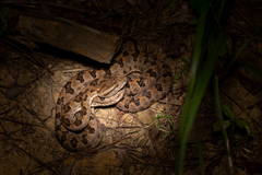 Protobothrops elegans