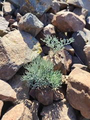 Lomatium tuberosum