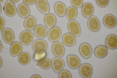 Pucciniastrum symphyti