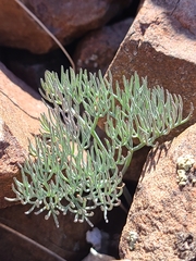 Lomatium tuberosum