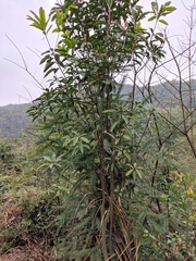 Daphniphyllum macropodum