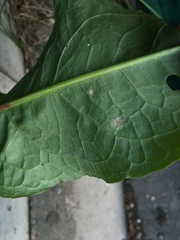 Puccinia phragmitis