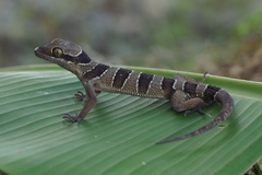 Cyrtodactylus macrotuberculatus