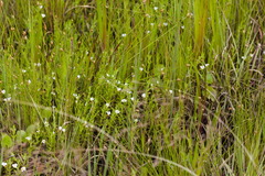 Gratiola ramosa