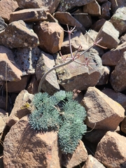 Lomatium tuberosum