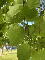 Cercidiphyllum japonicum