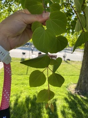 Cercidiphyllum japonicum