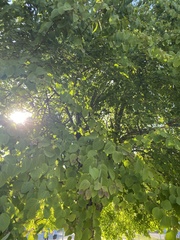 Cercidiphyllum japonicum