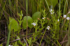 Gratiola ramosa