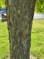 Cercidiphyllum japonicum