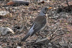 Turdus pilaris
