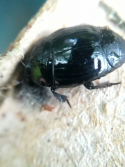 Hister bissexstriatus