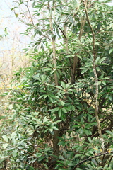Daphniphyllum macropodum