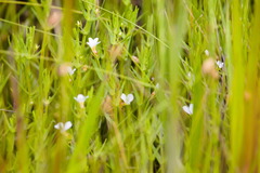 Gratiola ramosa