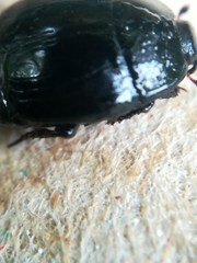 Hister bissexstriatus