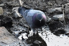 Columba livia domestica