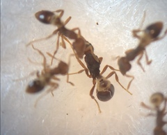 Strumigenys clypeata