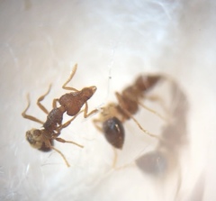 Strumigenys clypeata